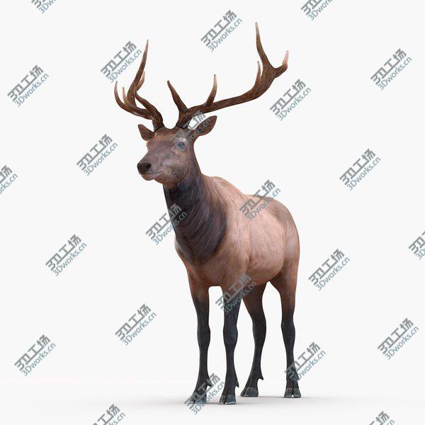 images/goods_img/20210312/Elk Rigged for Cinema 4D/5.jpg